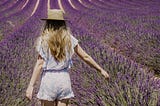 lavender field muse