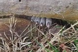 These Mushrooms are called ‘Dead Man’s Fingers’