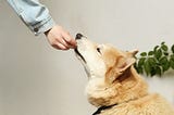 Delicious and Nutritious Homemade Dog Treat Recipes