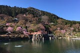 Katsuoji Temple in Osaka during the cherry blossom season