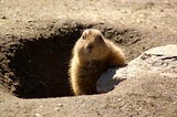 Groundhog emerging from hole