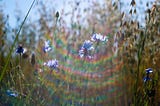 LOVE’S SPECTRUM