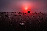 A low red sun, creepy flowers in the low light below