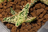 信義蘆薈王之園藝蘆薈小芽展示