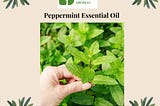 The Path of a Peppermint Essential Oil Wholesaler