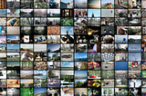 I started a 365 photo project — here is what I have learned so far