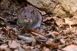 Rodent Infestation Alert: 5 Clear Signs You Need to Call for Mice Treatment Services