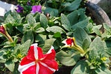 Petunia flowers: how to grow and care