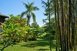 Color photo of Kalani Resort grounds a portion of a building amongst bamboo, palm trees and other tropical plants — photo by Stella Martann.