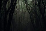 A picture of a deep and dark forest.