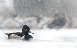 The art of the bird — Winter Waterfowl