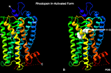 A Biochemists View: Do you see what I see?