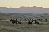 Conservationists are saving America’s prairies by selling them off