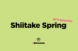 Shiitake Spring & Merch