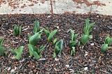 A lesson from the tulips