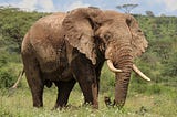 How I Escaped Being Crushed by An Elephant