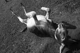 Roll over, donkey (photography by Björn Roose)