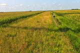 More farmers sought for prairie strips