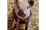 A pink and black piglet sitting in straw looking up at the camera