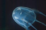 A South African box jellyfish swimming through the water.