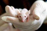Medical researchers have historically overlooked an obvious and critical variable