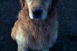 How Not to Torture a Dog