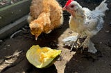 Hens in the chicken run eating a pumpkin piece