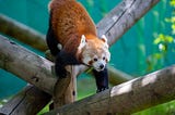 Red Panda — ©Sarah-Jane White — The Author