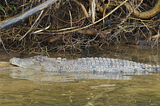 Chasing gators and salties for fun and amusement
