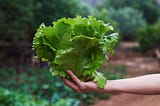 Yes, You Should Wash Lettuce — Here’s How (And How Not) to Do It