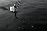 A black and white photo of a swan creating ripples in the water as it swims into frame in the top left corner. It’s reflection leads it through bubbles floating across the water.