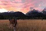Mules with sunset in Grand Teton National Park