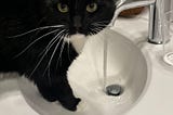 The Water Is on in the Bathroom Sink So the Cat Is on The Counter