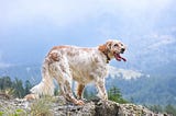 Interesting Facts About English Setter Dog Breed