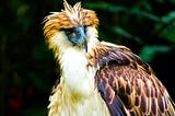 Why the Philippines Eagles are the most vulnerable bird species?