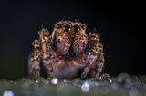 Spiders — a foe, or a friend?