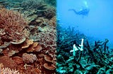Why are the Coral Reefs Important?