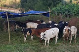 $15,000 is a lot of money in anyone’s book, but when it's used to buy cows for a Rwandan…