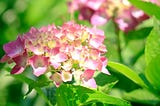 hydrangea