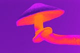 Fluorescent purple and once mushroom