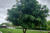 The rain soaked mango tree in #AIDTM campus