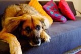 Have Dog, Can Travel
