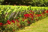 Pourquoi plante-t-on des rosiers dans les vignes ?
