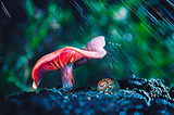 Snail under a mushroom.