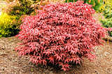 Beauty of the Rhode Island Red Japanese Maple: A Garden Showstopper