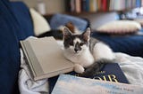 Two Unusual Novels About Unique Cat Protagonists