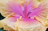 A hibiscus flower with pink middle and yellow outside petals