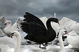 The Black Swan