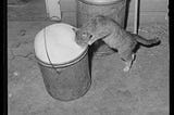 Kitty drinking foamy milk from a bucket on the ground