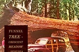 Photo of Tunnel Tree ca 1950’s — Crescent Meadows, Sequoia with car driving through tree blocking the road.